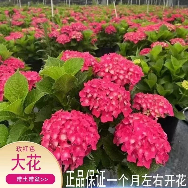 玫红色绣球盆栽大花绣阳台四季开花【已发货不支持仅退款或拒签】