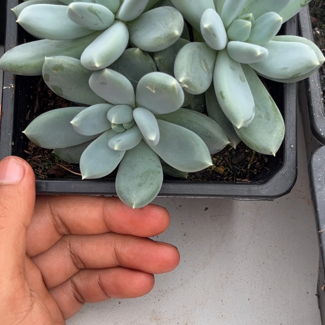 美人杂多肉植物979