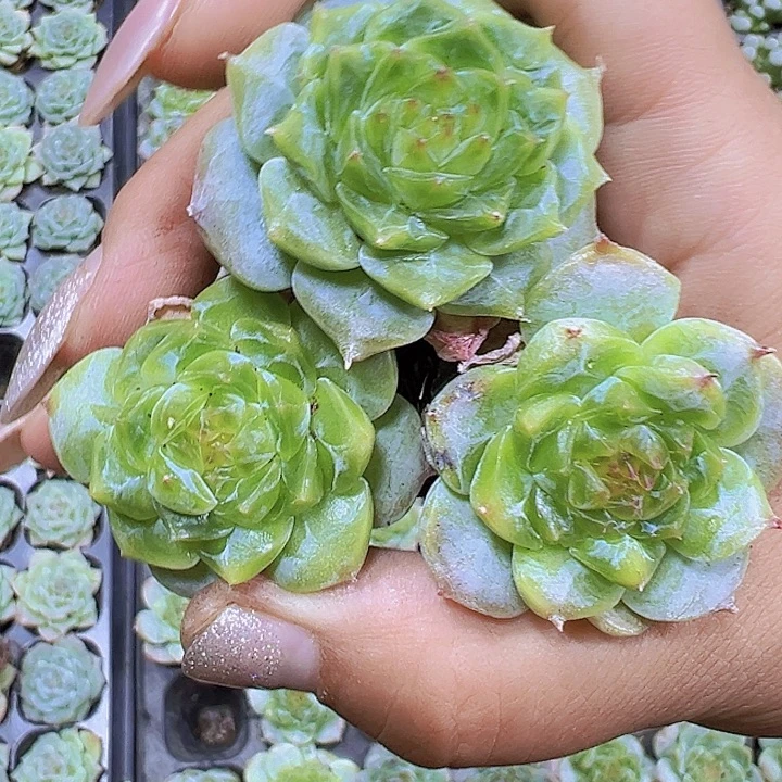 穴盘超美糖心5个19包邮