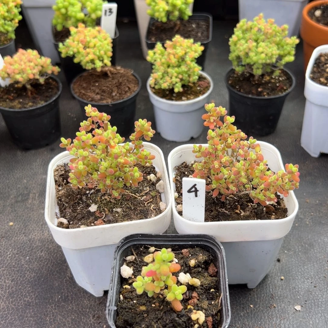 蜜橘糖球组合款4号