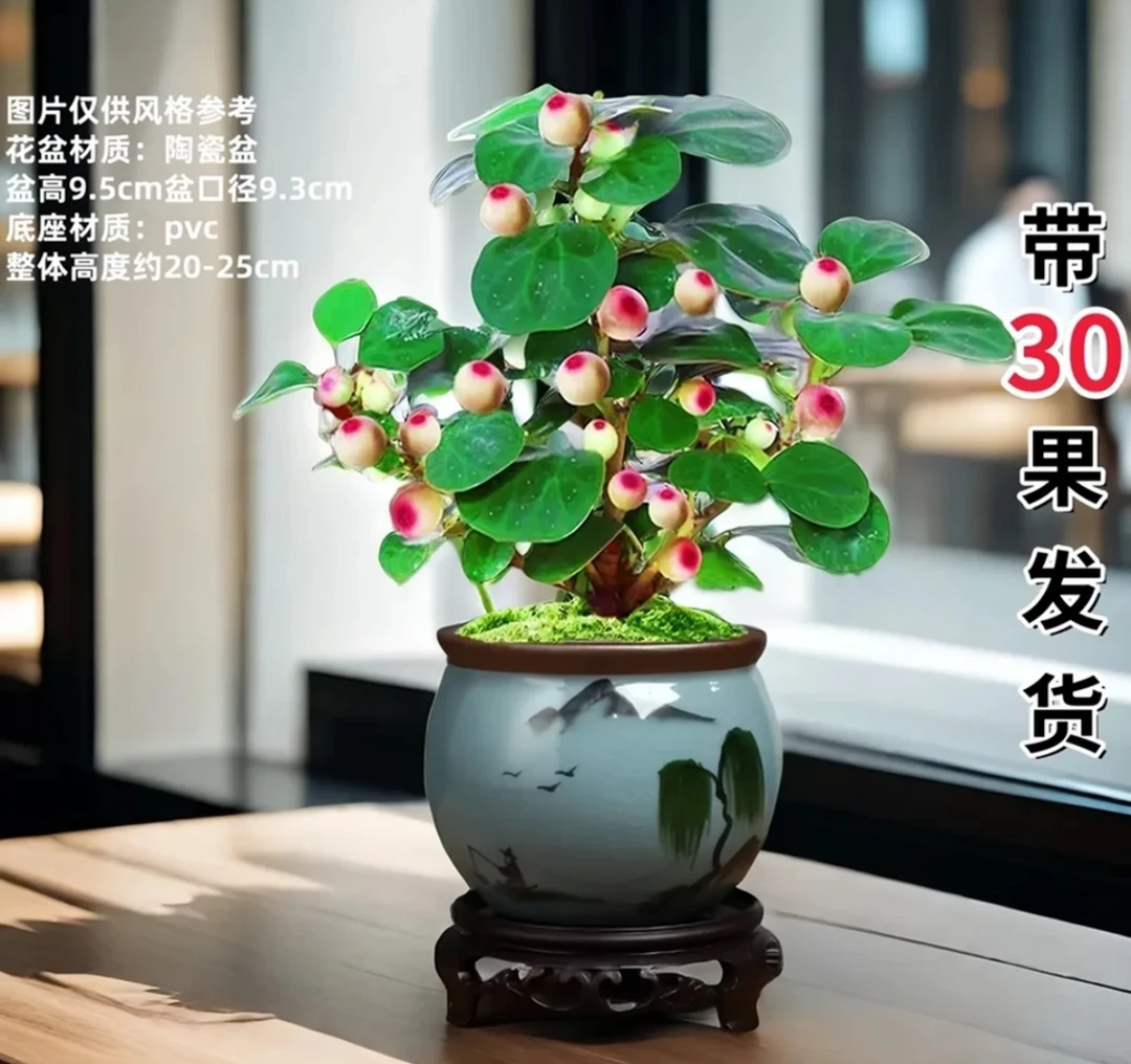 带果小盼菩提室内绿植摸鱼盆栽净化空气好养活禅意桌面植物盆景