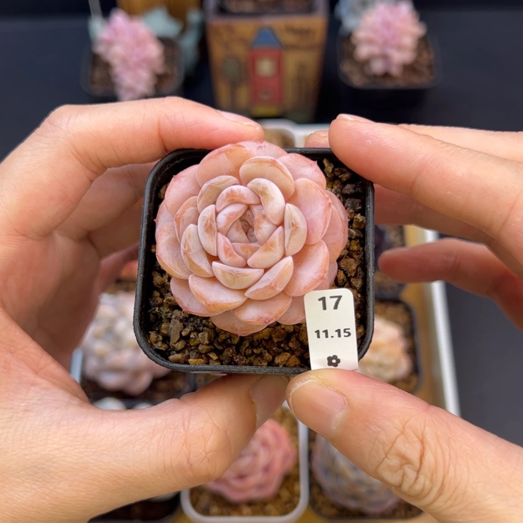 好好看17、哈哈哈哈哈