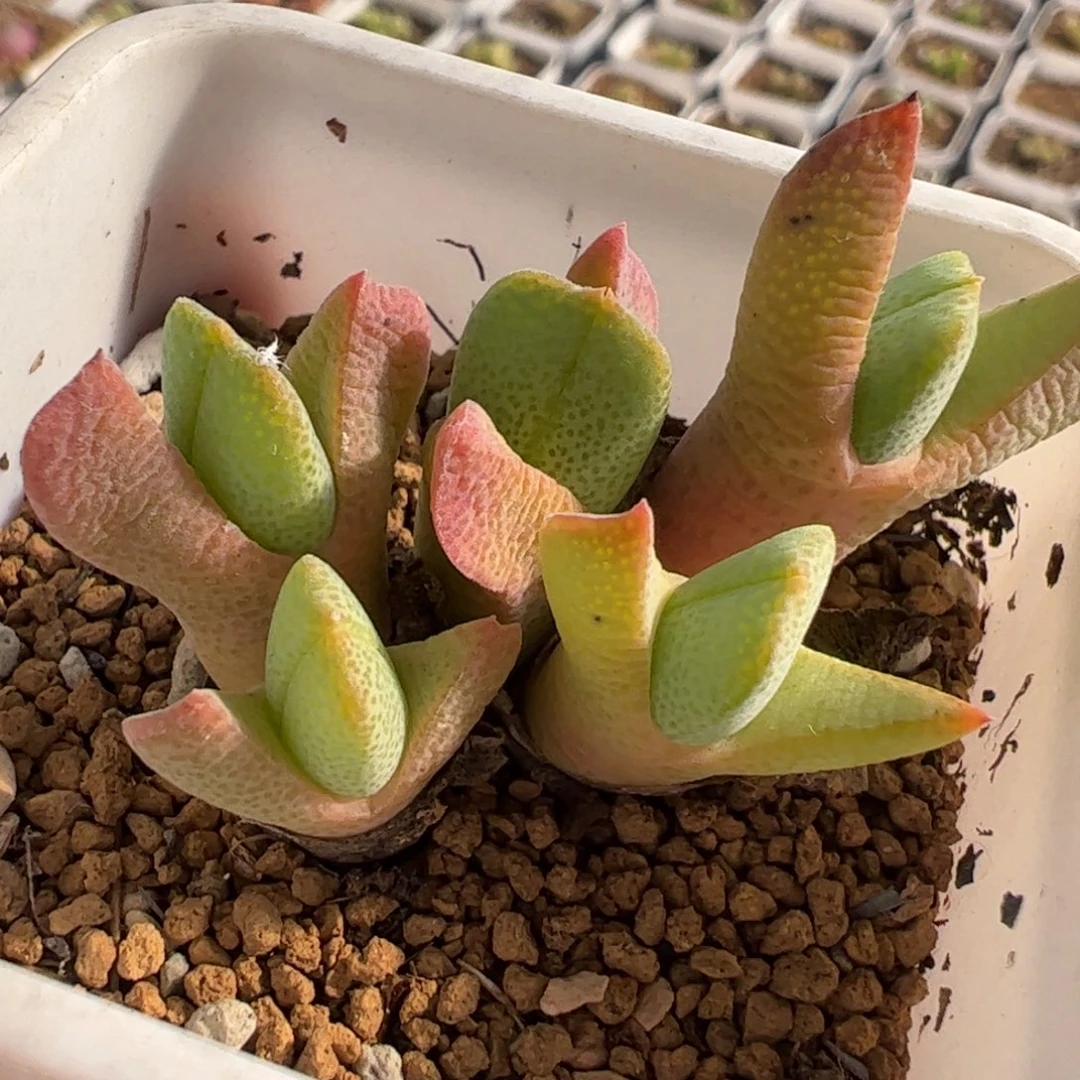 062多肉植物百科