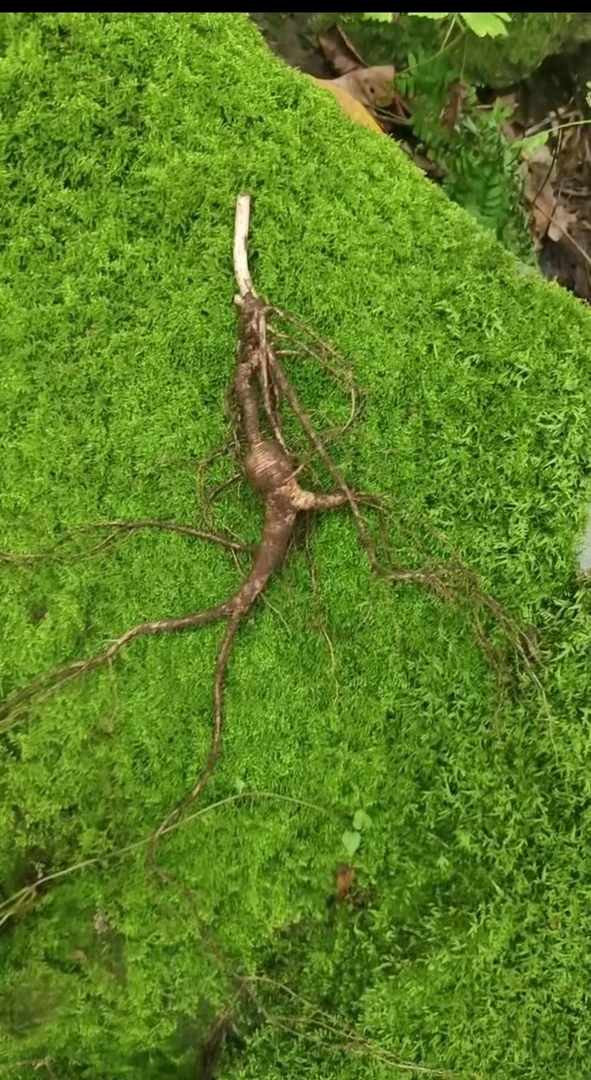 长白山新鲜林下参现挖可煲汤泡酒泡水的人参特产