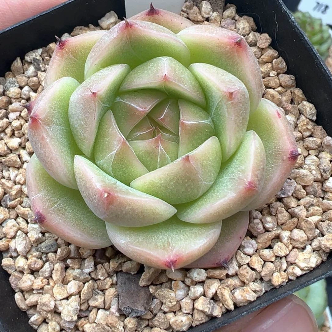 515号玉辉珍妮福利款