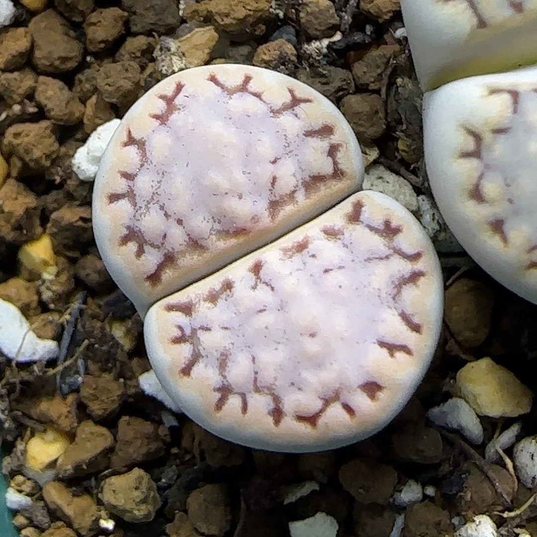 11.22.1621.6糖霜饼干.9013尺寸1.7cm