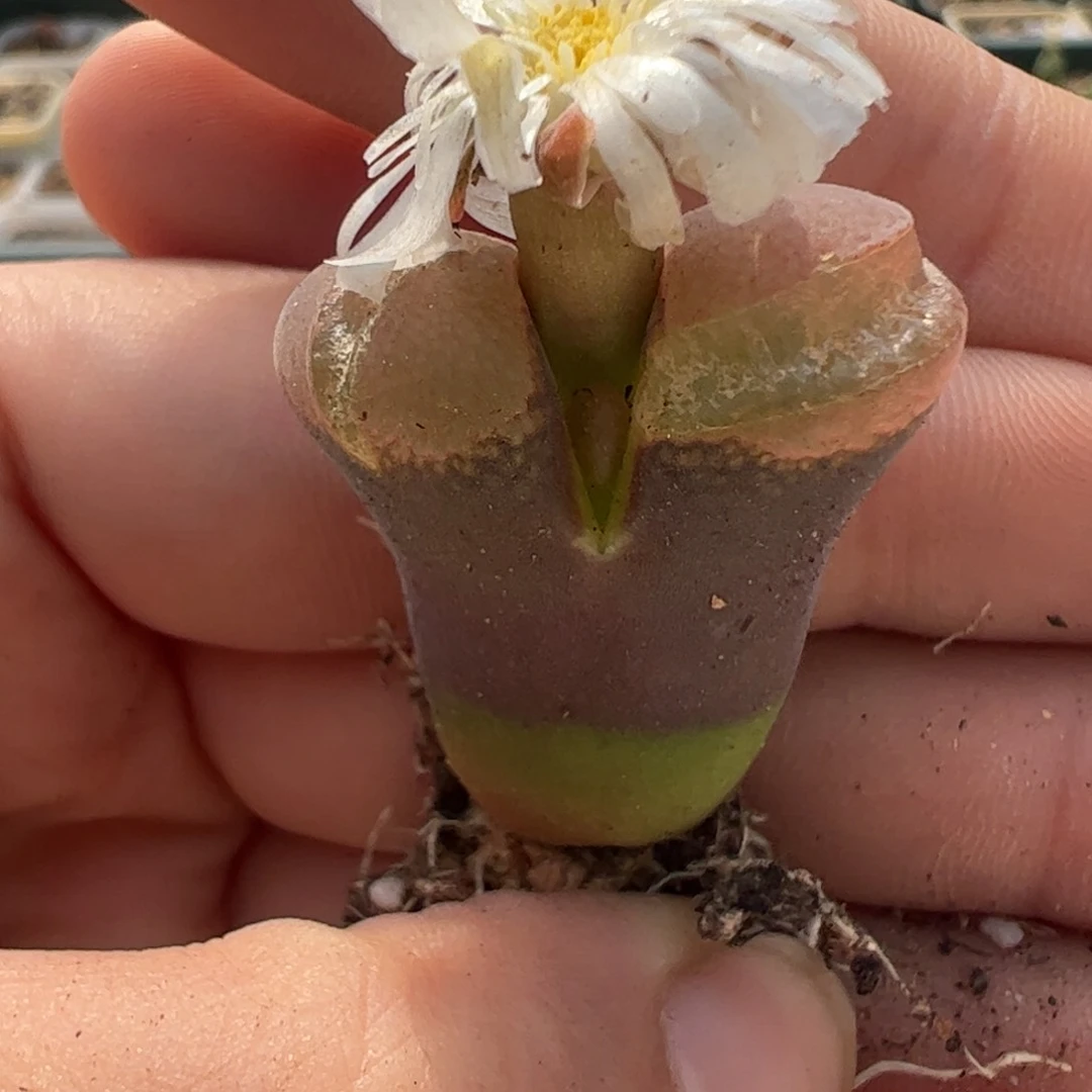 168 好看的多肉冲冲冲