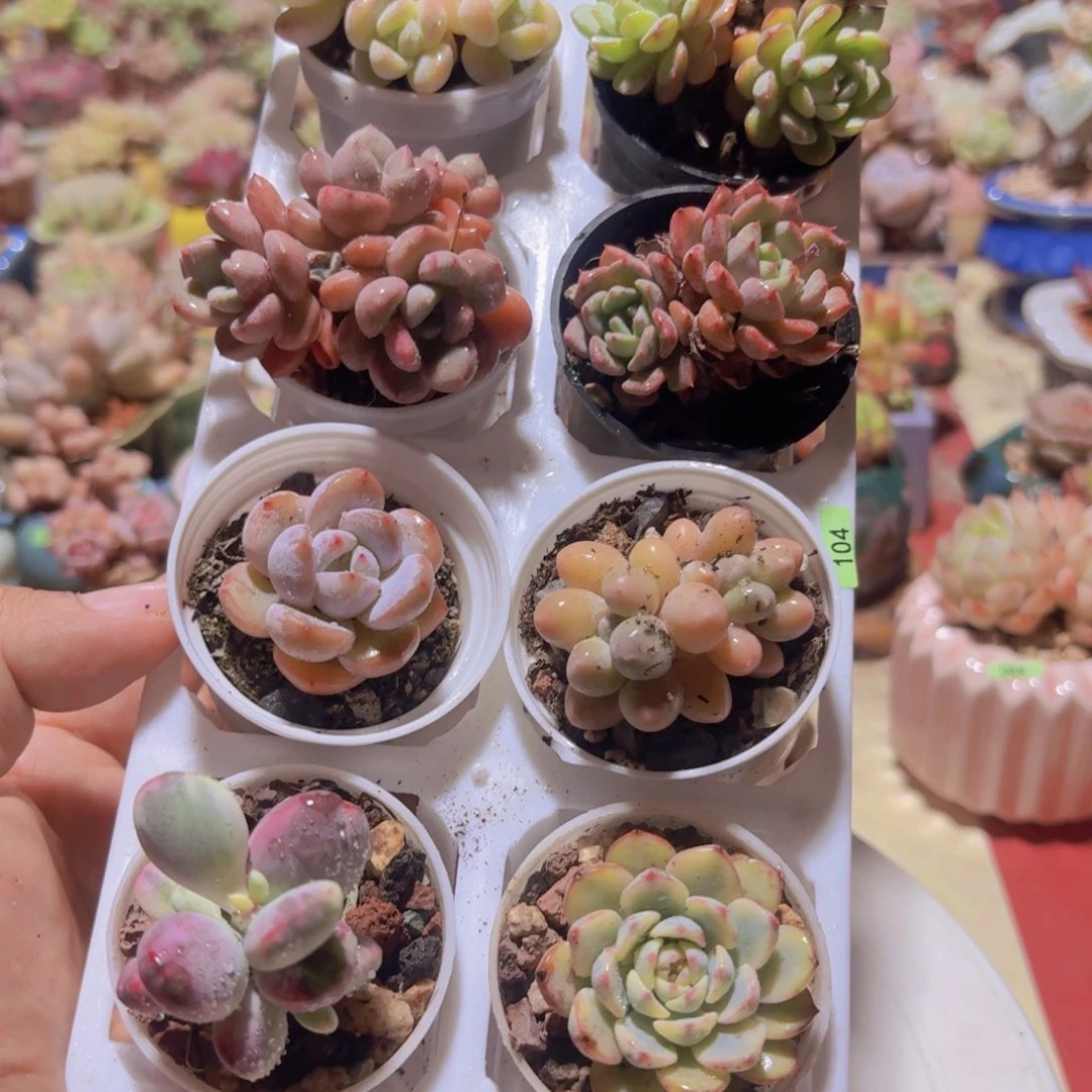 框拍一物一拍编号104