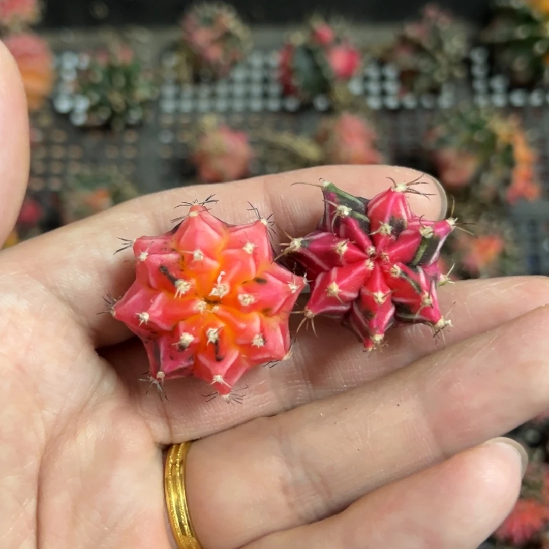米哈锦侧芽自根两颗脱土发货13