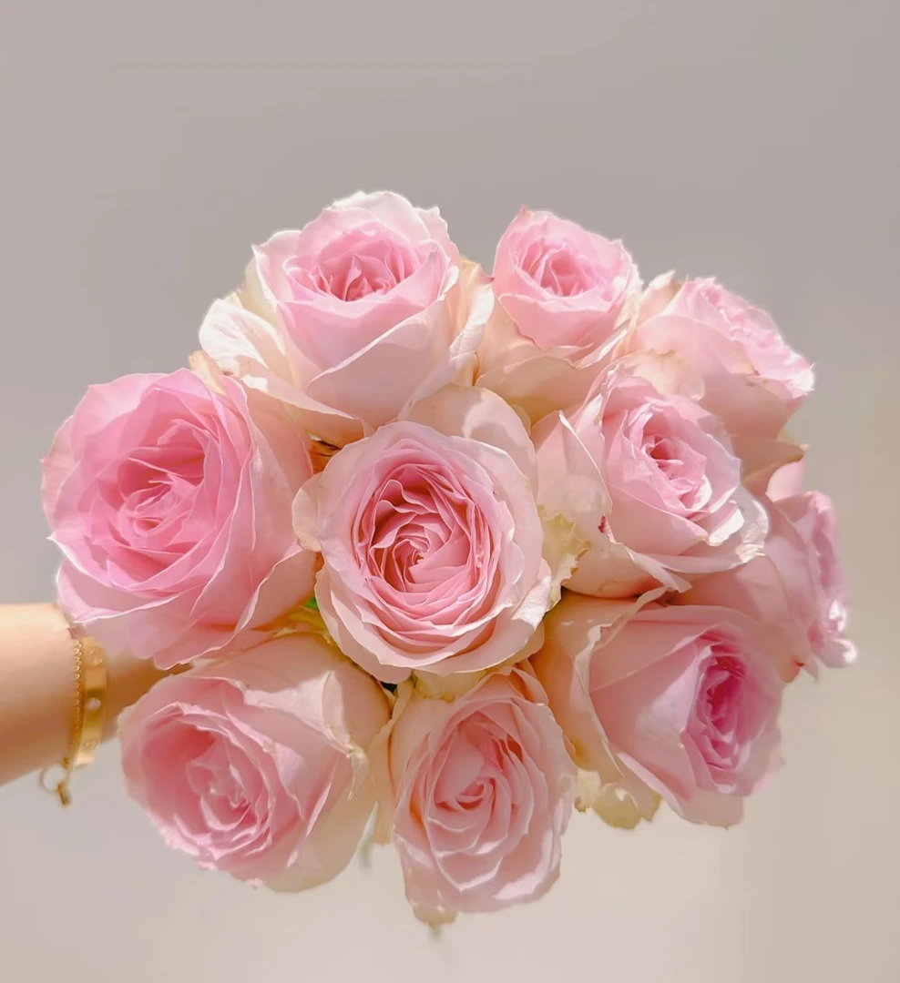 【源头一手价】C级桃红雪山玫瑰10支     云南基地鲜花   基地直发