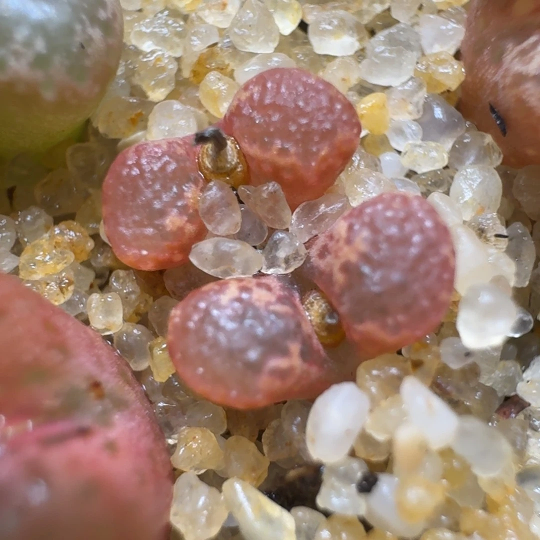 红陶浅****?0217-107勋章1866.21