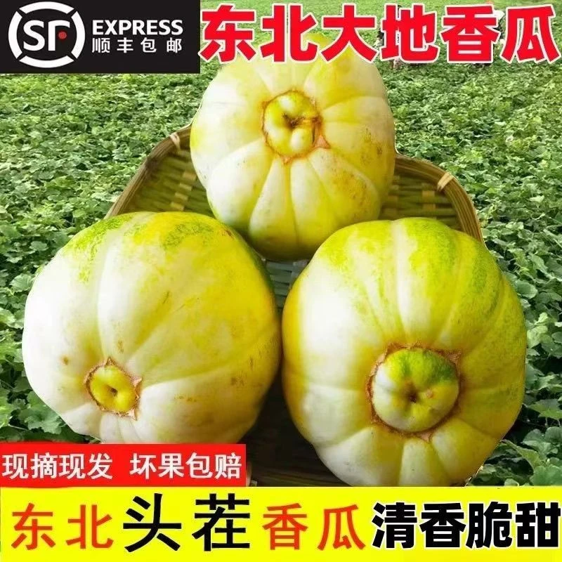 东访甄选东北大地香瓜农家新鲜现摘现发当季生鲜水果京密甜脆多汁