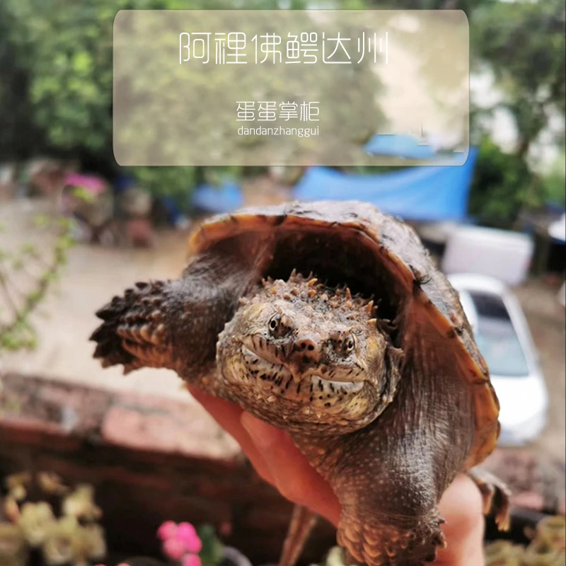 野佛蛋 佛鳄受精孵化蛋小鳄龟超爆刺原种纯佛乌龟蛋宠物活体