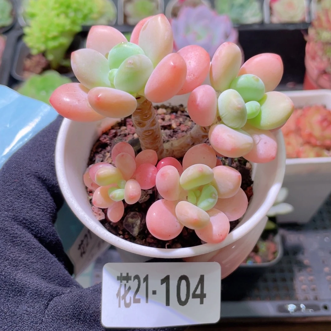 花利美21-104洛神群