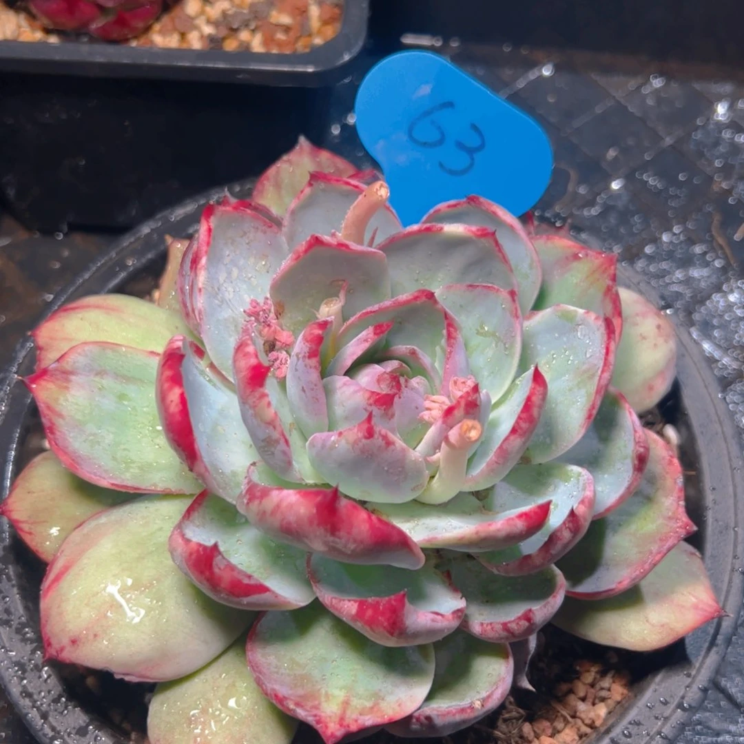 惊鸿仙子一物一拍63号