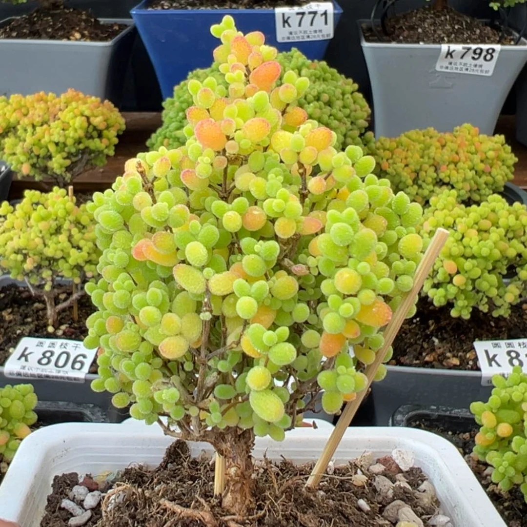 【闪购商品】k770蜜橘特价一颗