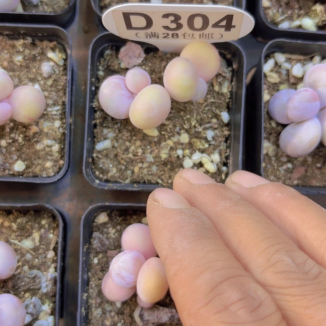 D304水光针一物一拍