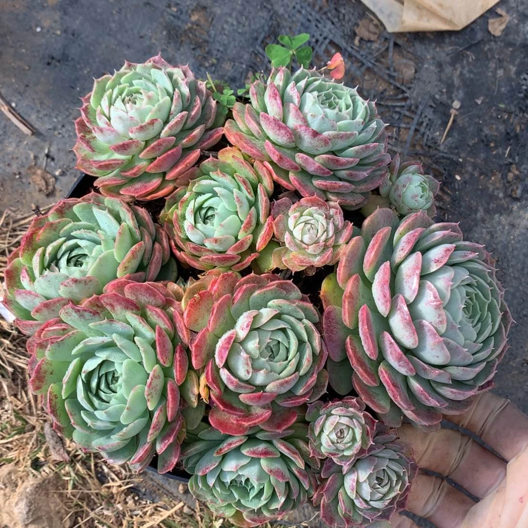 朱砂痣多肉一物一拍