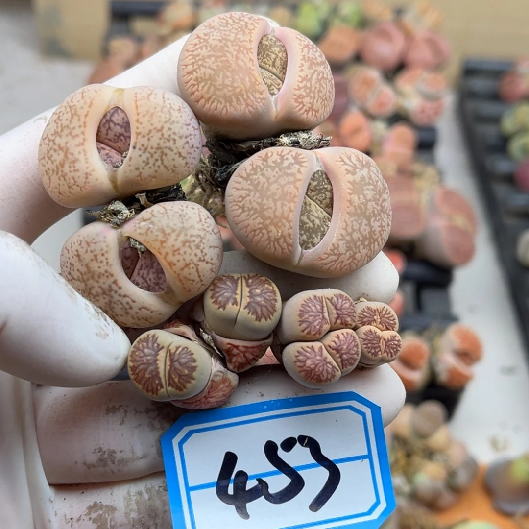 木*杨453号一首两颗母本生石花