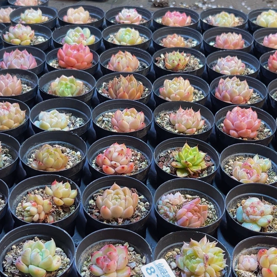 873多肉菜市场里都能