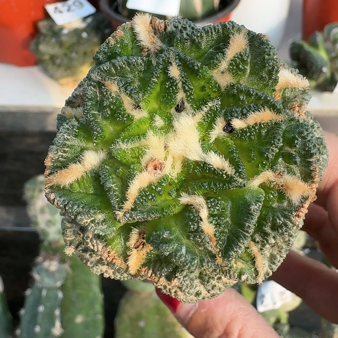 全部花朵辛顿牡丹293