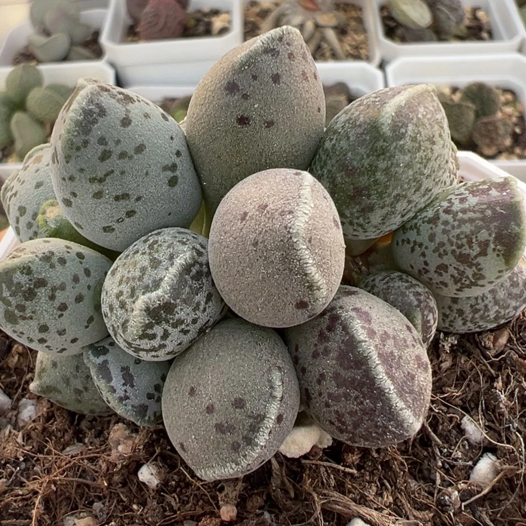 丸叶海豹多头纯木质桩多肉植物