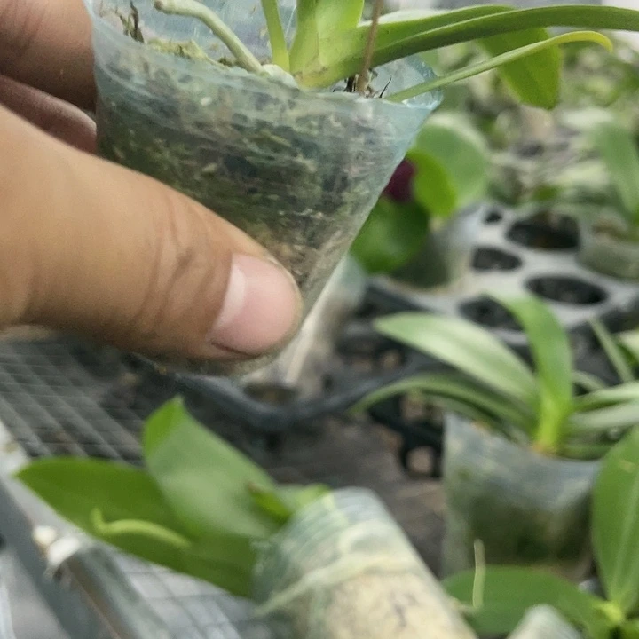 沙***洲当前无花栽培后可以开花小回紫瑕疵