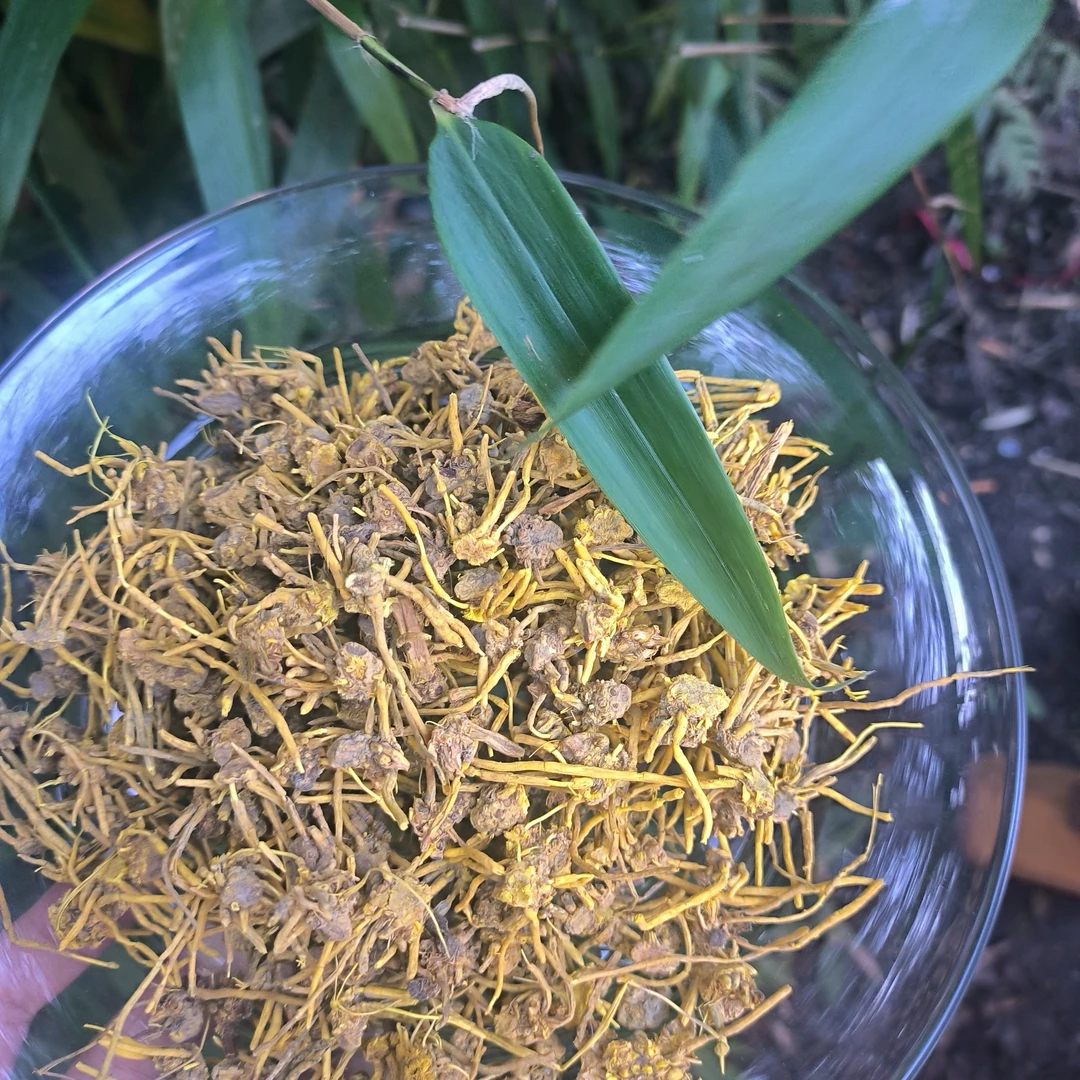 1【龙-须-石-斛】净含量250g-1000g枸【小小现收】