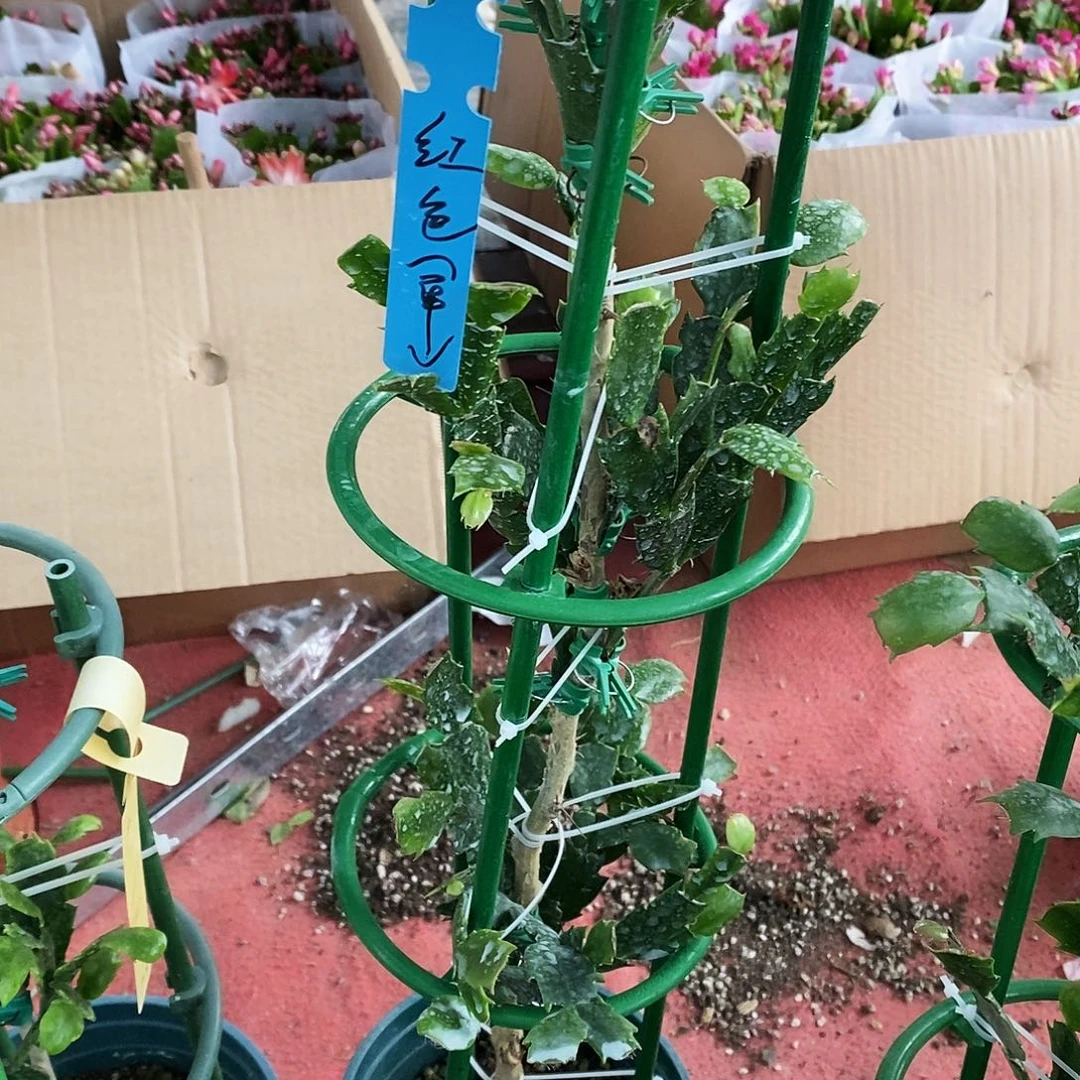 栀***花无花朵福利款三层