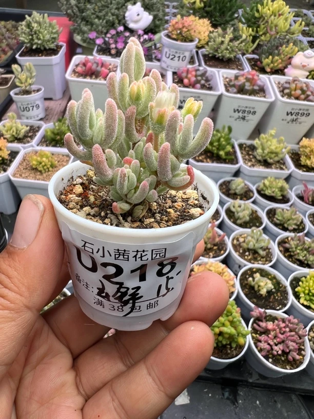 云舒专拍多肉植物枝干番杏橙叶白锦