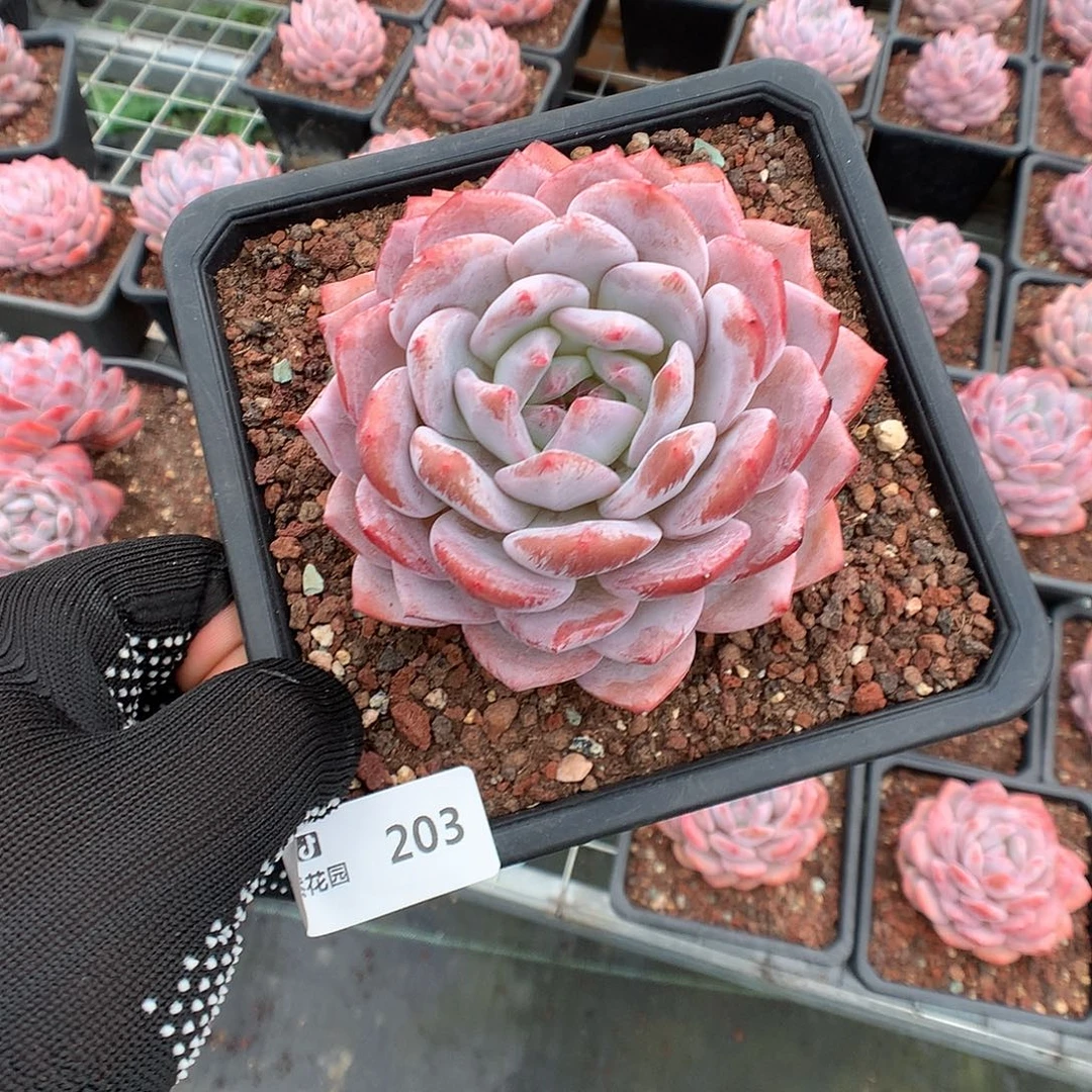 203星橙多肉植物6666