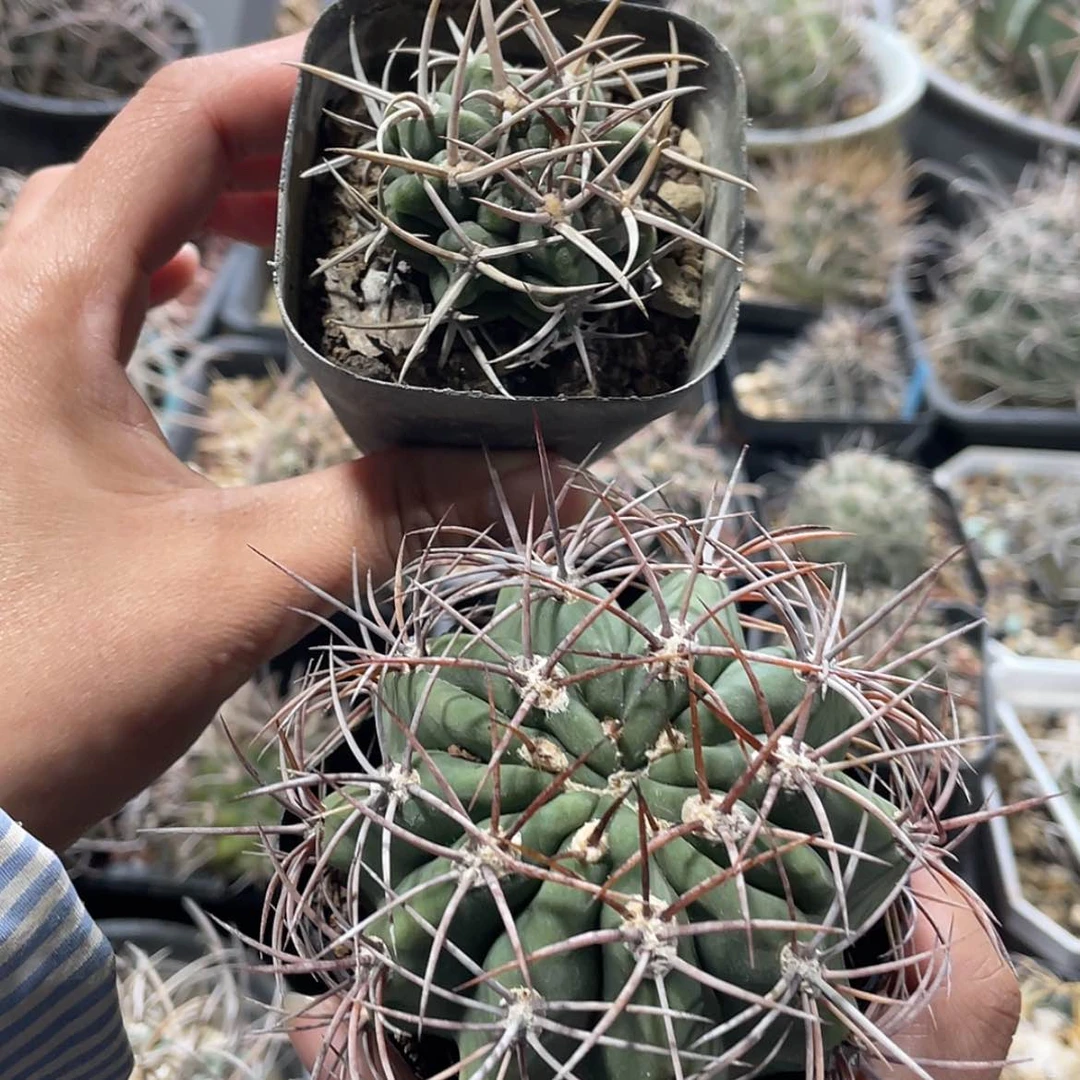 【闪购商品】组合实生6666