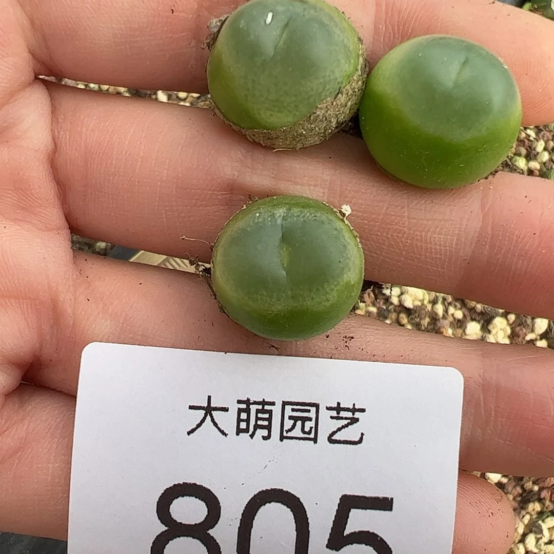 量拍以下1颗大拉登。  805