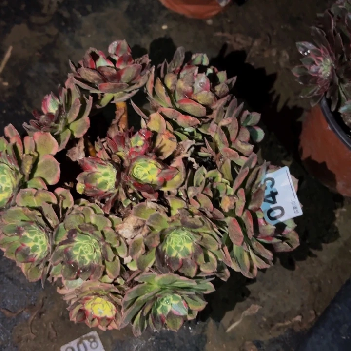 045新品多肉植物不售后