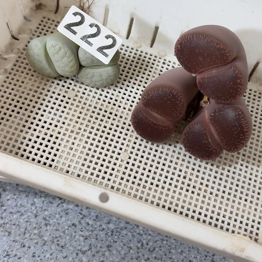 生石花一物一拍2颗222