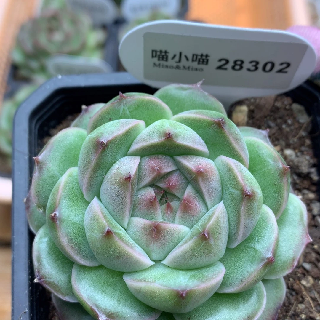 多肉植物翡翠琉璃