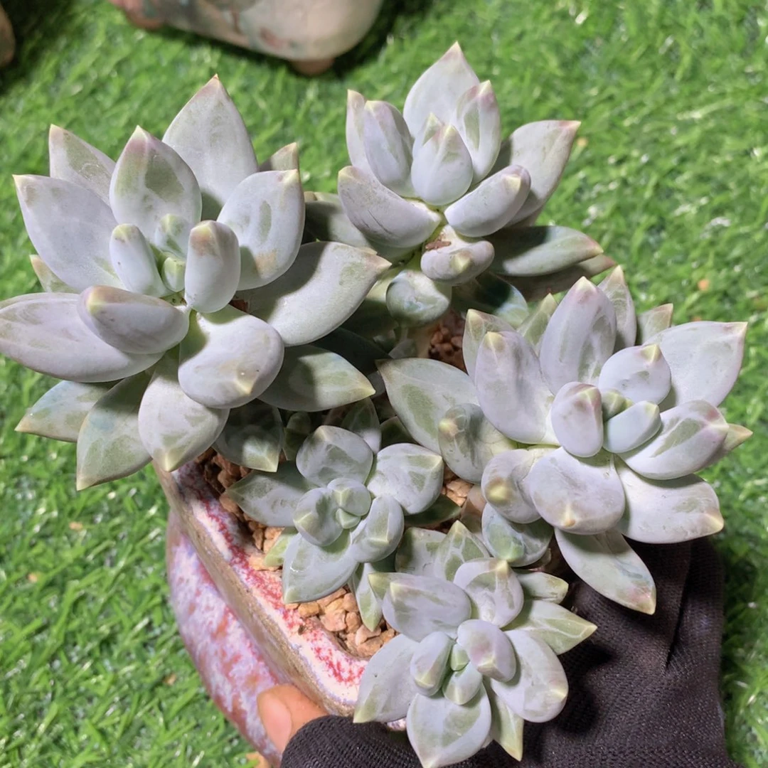 星空美人15 公分一物一拍