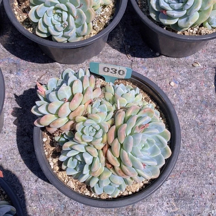 030号冰玉特价大群