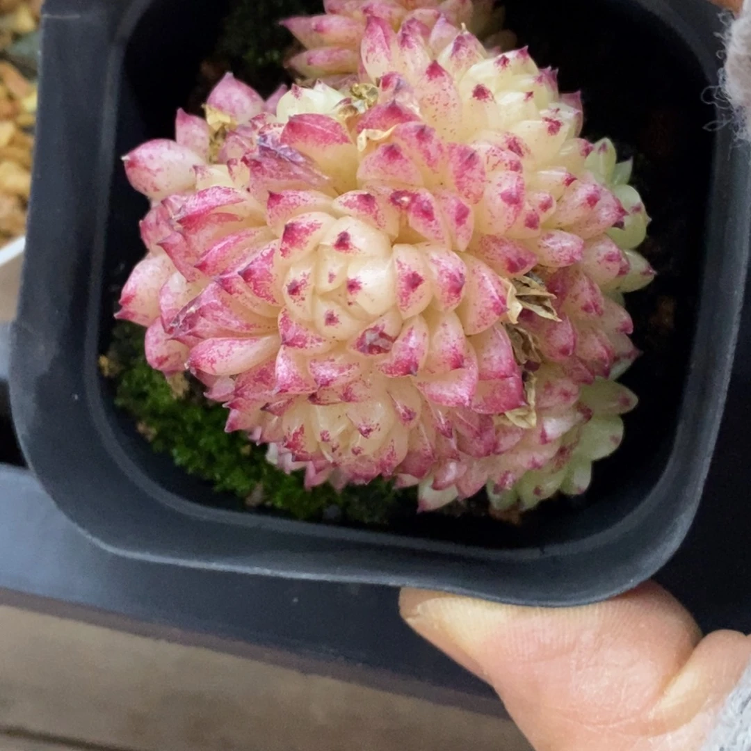 精品多肉一物一拍不包整478