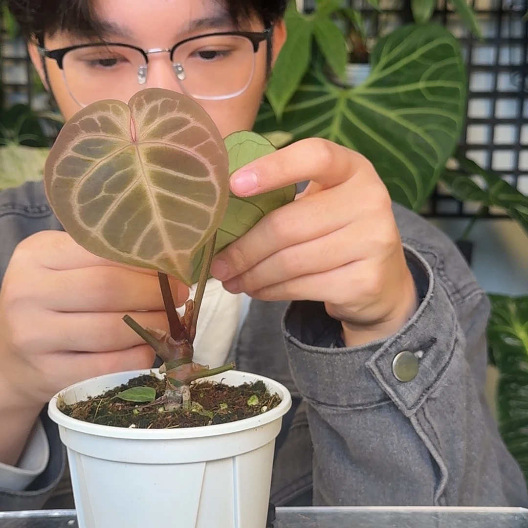 完全开放红水晶杂J19