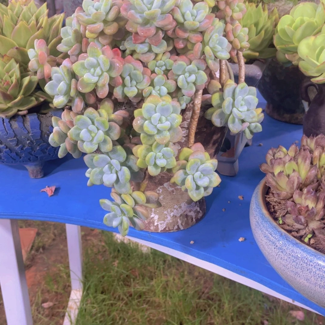 小***麻多肉植物保护研究所所长