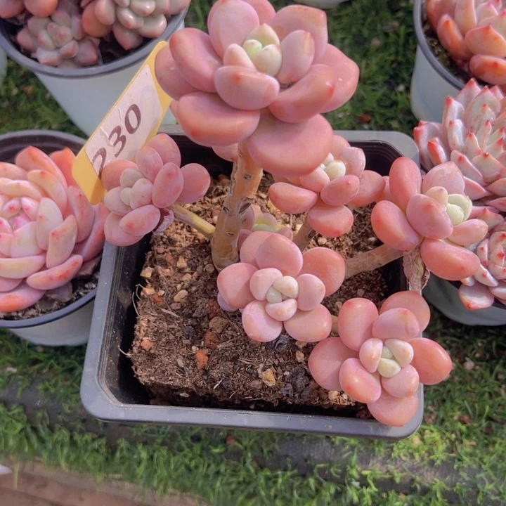 健健康康平平安安