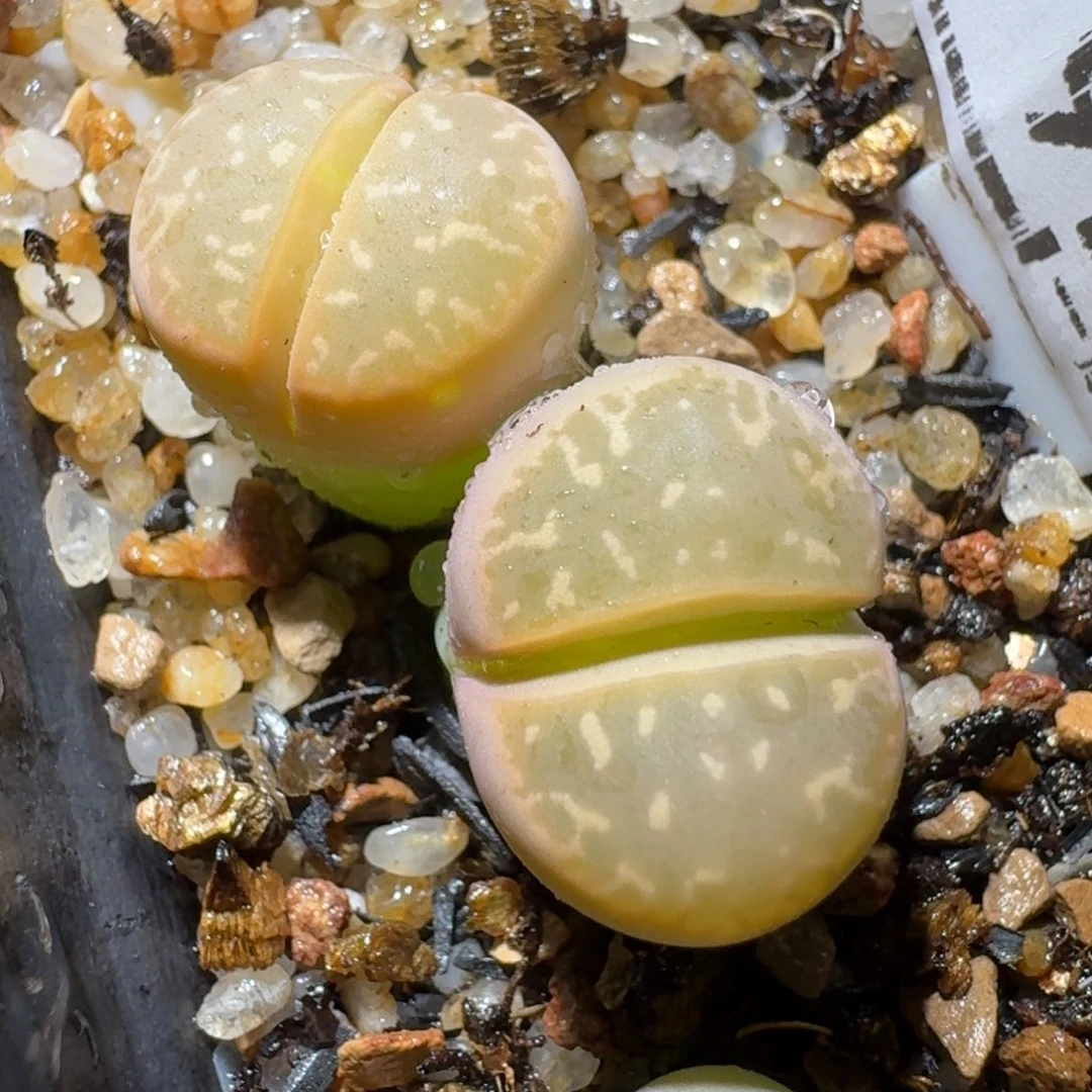 高品质生石花清清927