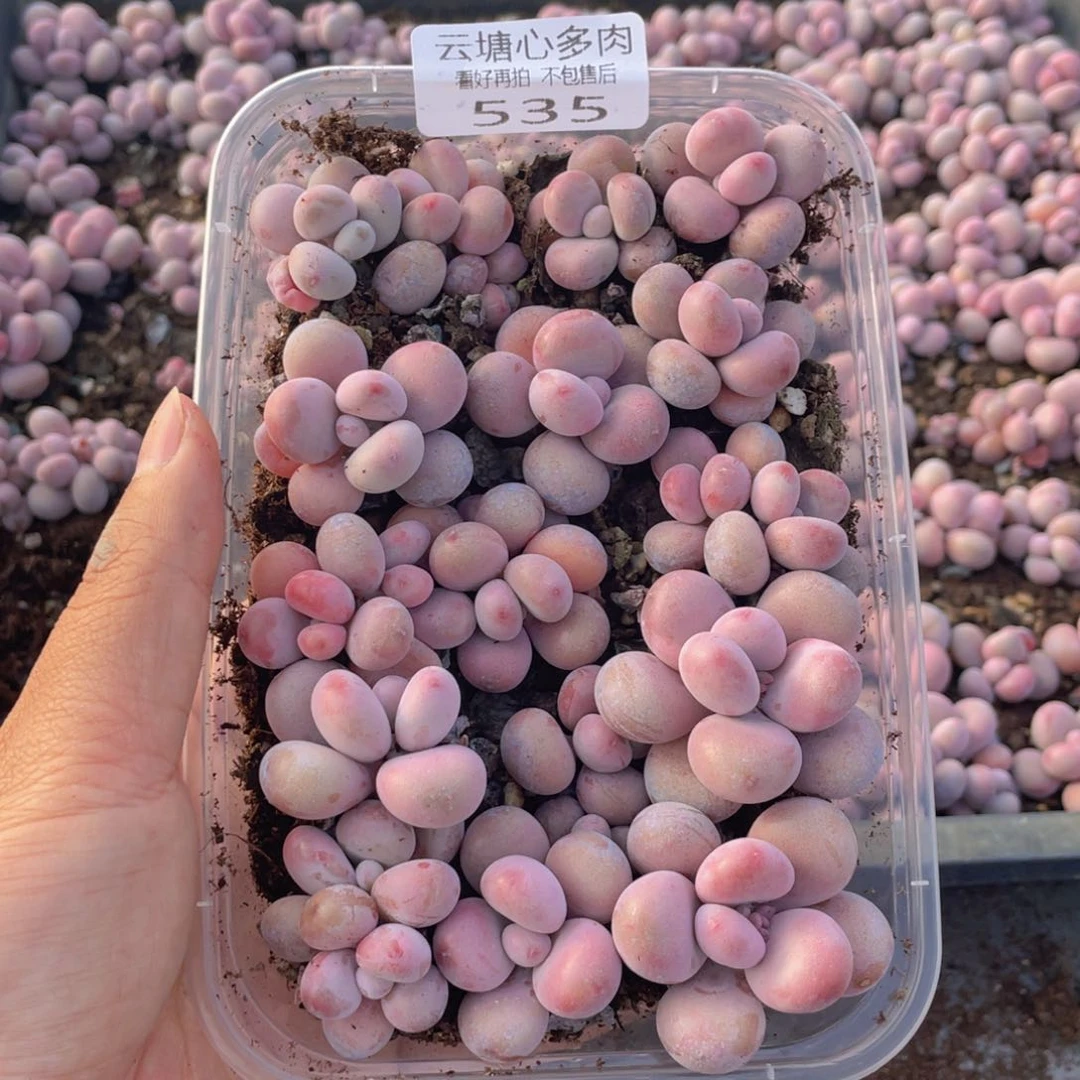 云糖心多肉植物535