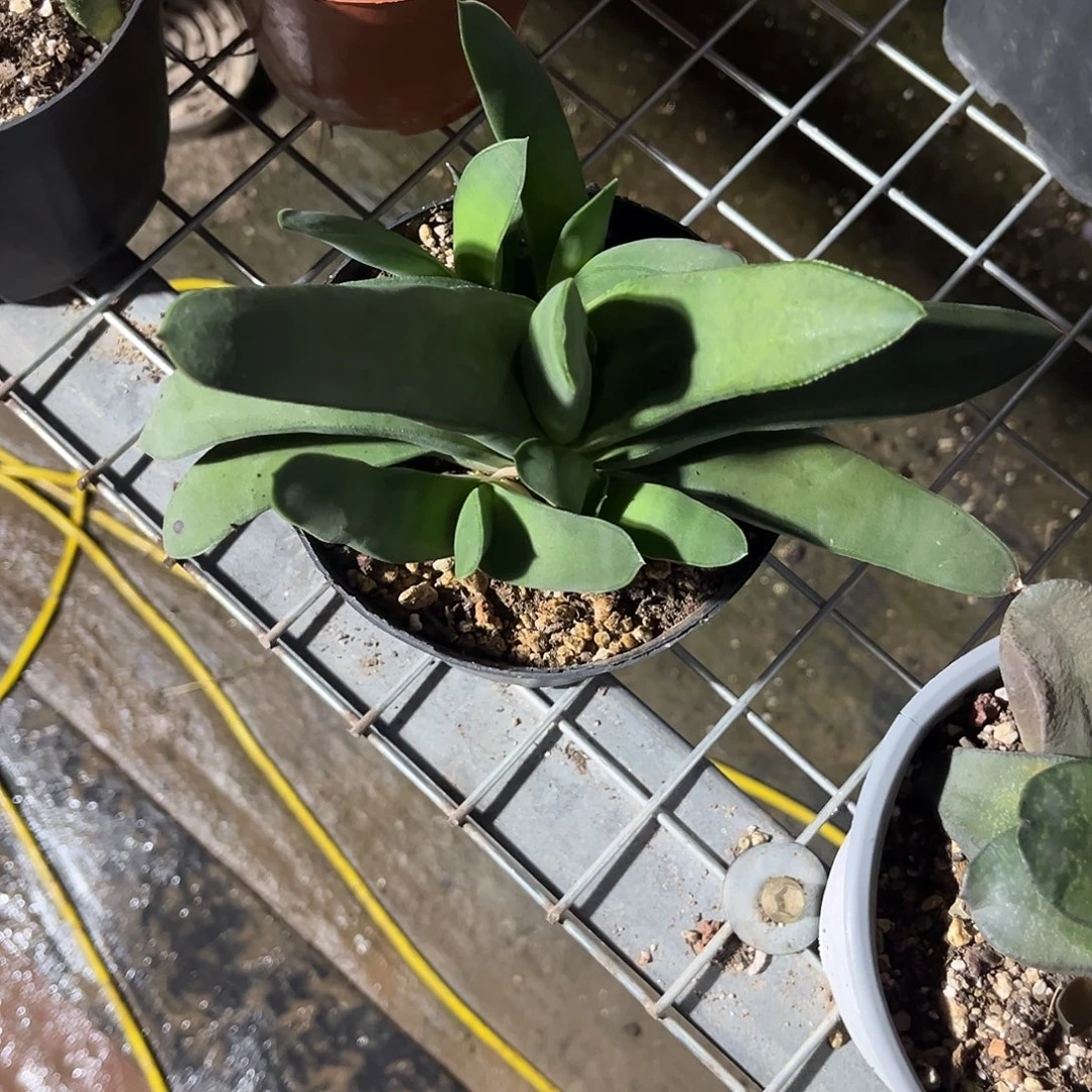 在***强卧牛花卉与绿植盆栽
