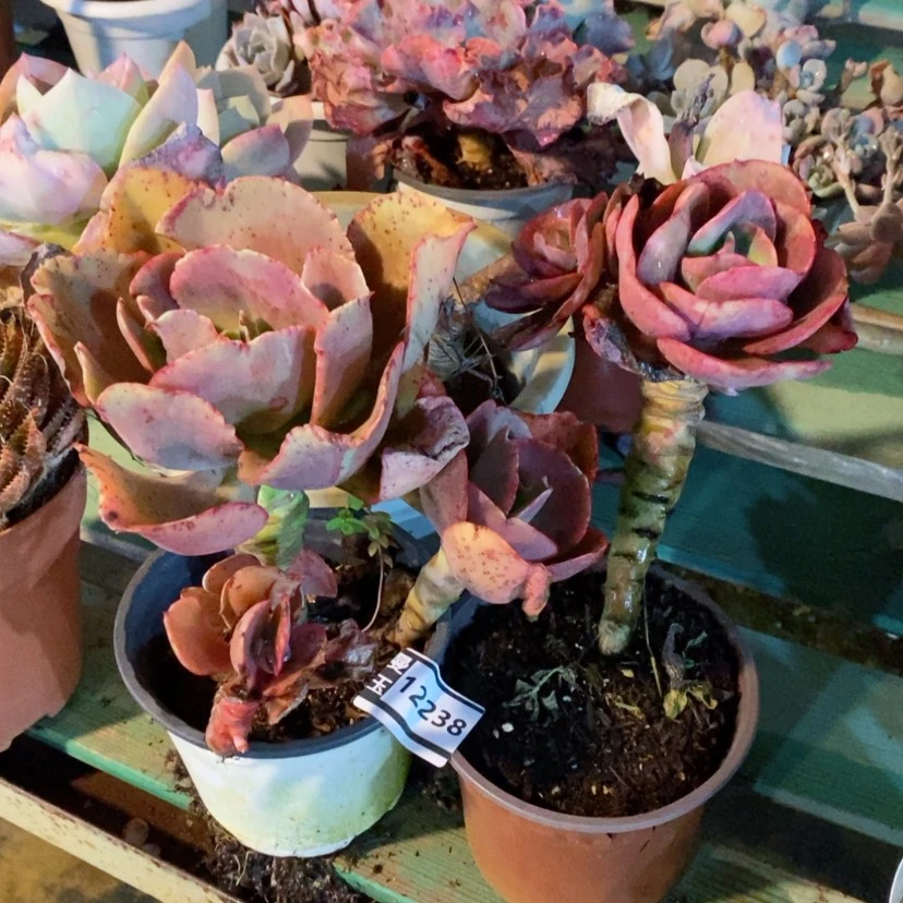 【闪购商品】王****瘦两颗12238