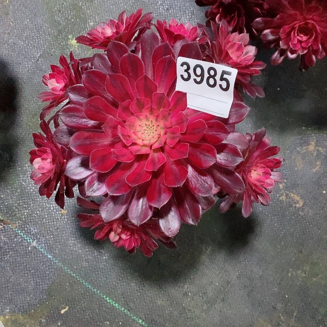 红陶芦*3985黑铜白小颗多肉