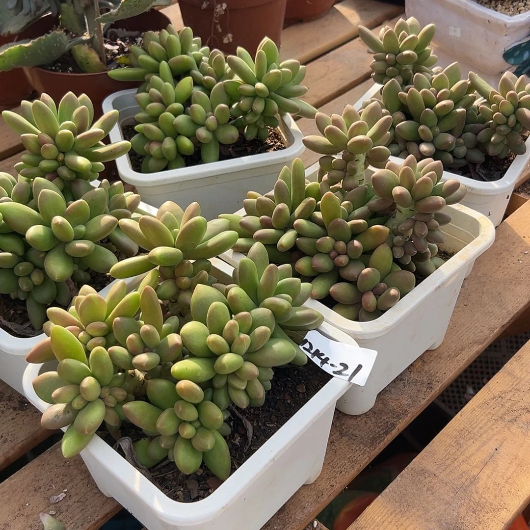 ****哈1214-21芒果奶组合3颗多肉