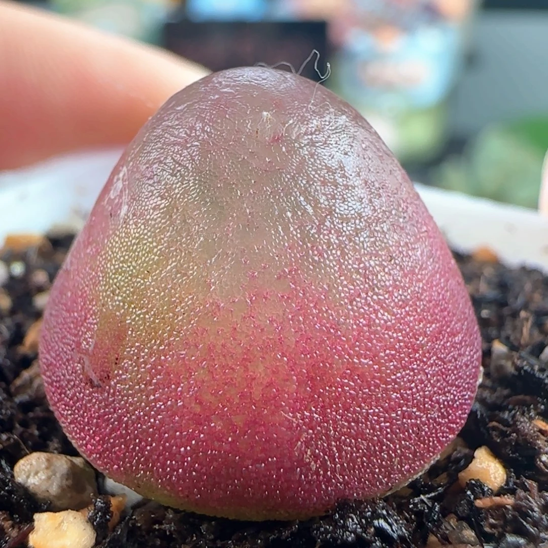 1159/灯泡/尺寸2.0