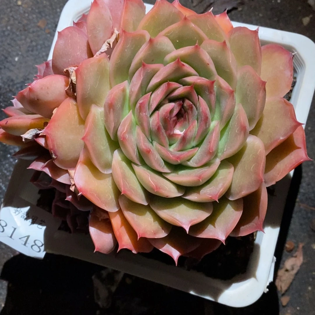 8148杂交多肉老桩